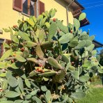 Opuncia figová (Opuntia ficus) ´INDICA´ - výška 130-150 cm, kont. C35L (-5°C)